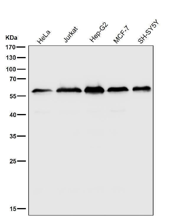 All lanes use the Antibody at 1:2W dilution for 1 hour at room temperature.