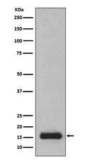 Western blot analysis of PFDN5 expression in 293T cell lysate.