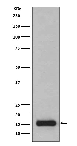Western blot analysis of PFDN5 expression in 293T cell lysate.