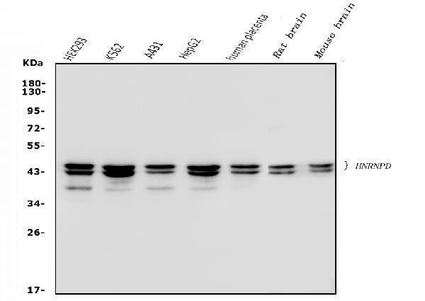 Anti-hnRNP D/AUF1/HNRNPD Antibody Picoband® (monoclonal, 4F3)