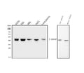Anti-hnRNP D/AUF1/HNRNPD Antibody Picoband® (monoclonal, 2B12)