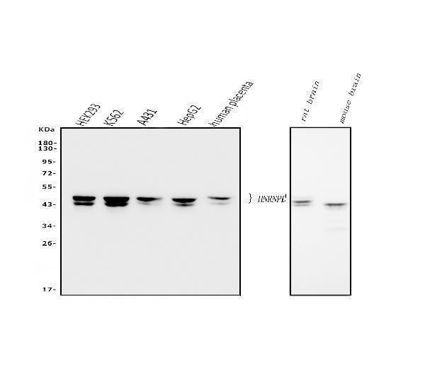 Anti-hnRNP D/AUF1/HNRNPD Antibody Picoband® (monoclonal, 2B12)