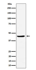 Western blot analysis of NDRG3 expression in Raji cell lysate.