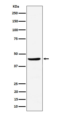 Western blot analysis of NDRG3 expression in Raji cell lysate.