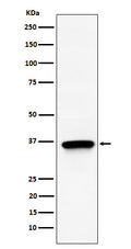 Western blot analysis of TIMM50 expression in 293T cell lysate.