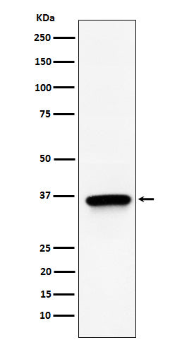 Western blot analysis of TIMM50 expression in 293T cell lysate.