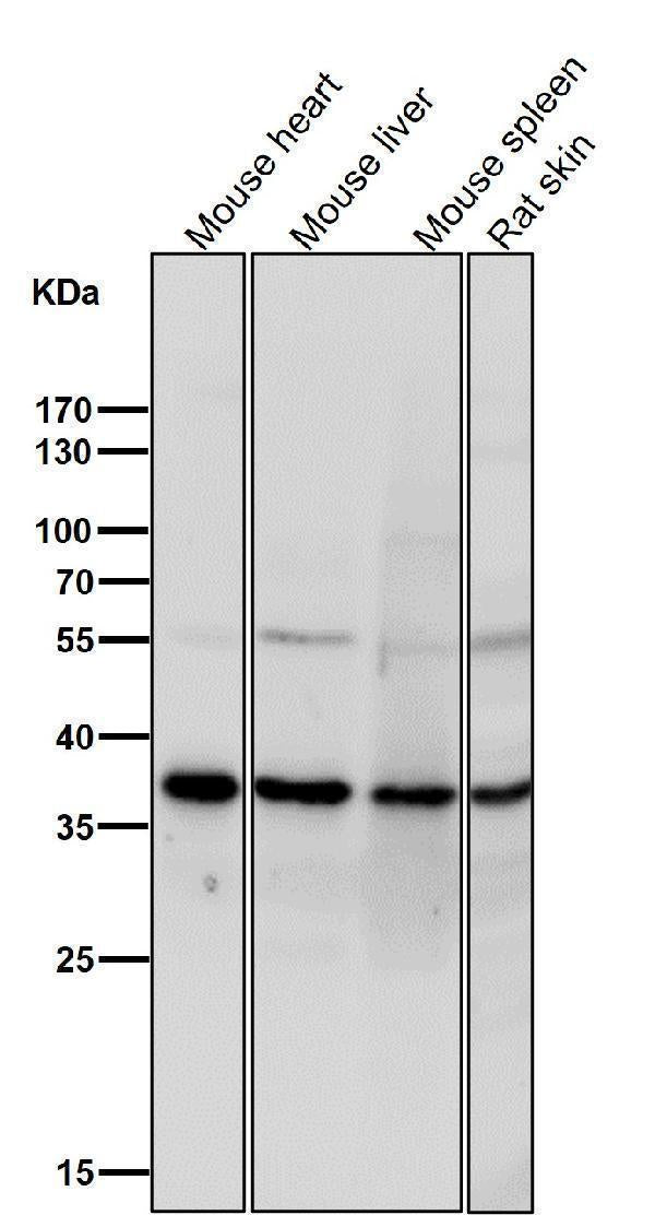 All lanes use the Antibody at 1:1K dilution for 1 hour at room temperature.