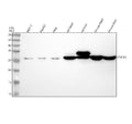 Anti-CDCA3 Rabbit Monoclonal Antibody