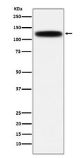 Western blot analysis of GOLPH4 expression in HepG2 cell lysate.