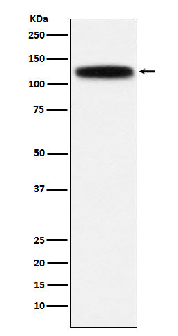 Western blot analysis of GOLPH4 expression in HepG2 cell lysate.