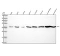 Anti-UPP1 Rabbit Monoclonal Antibody