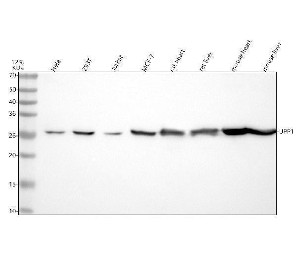 Anti-UPP1 Rabbit Monoclonal Antibody