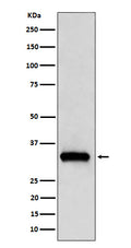 Western blot analysis of NDUFAF1 expression in 293T cell lysate.