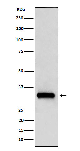 Western blot analysis of NDUFAF1 expression in 293T cell lysate.