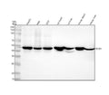 Anti-WDR4 Rabbit Monoclonal Antibody