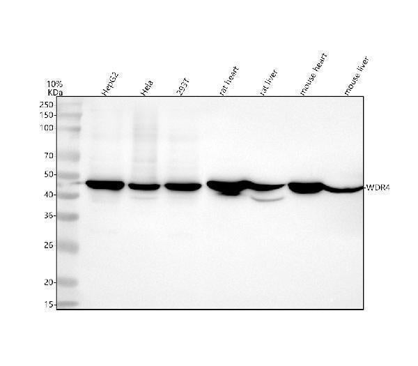 Anti-WDR4 Rabbit Monoclonal Antibody