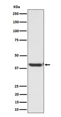 Western blot analysis of ENDOGL1 / ENGL expression in HepG2 cell lysate.