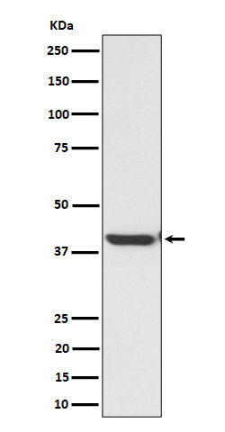 Western blot analysis of ENDOGL1 / ENGL expression in HepG2 cell lysate.