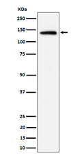 Western blot analysis of Importin 9 / RANBP9 expression in HeLa cell lysate.