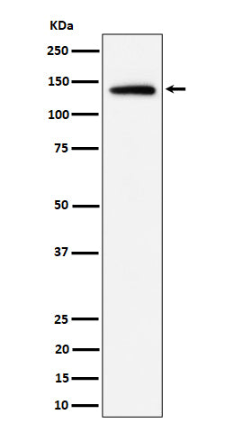 Western blot analysis of Importin 9 / RANBP9 expression in HeLa cell lysate.