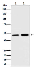 Western blot analysis of TIM44 expression in (1) K562 cell lysate; (2) C6 cell lysate.