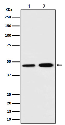 Western blot analysis of TIM44 expression in (1) K562 cell lysate; (2) C6 cell lysate.