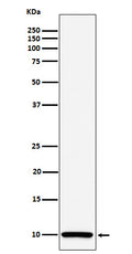 Western blot analysis of COX6B1 expression in Caco 2 cell lysate.
