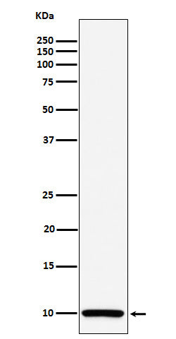 Western blot analysis of COX6B1 expression in Caco 2 cell lysate.