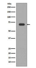Western blot analysis of Alas1 expression in HepG2 cell lysate.