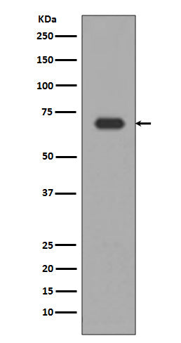 Western blot analysis of Alas1 expression in HepG2 cell lysate.