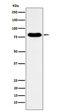 Western blot analysis of GTPBP4 expression in Human fetal kidney lysate.