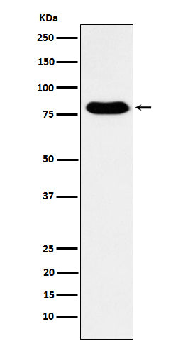 Western blot analysis of GTPBP4 expression in Human fetal kidney lysate.