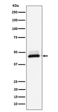 Western blot analysis of DNAJA4 expression in Hela cell lysate.