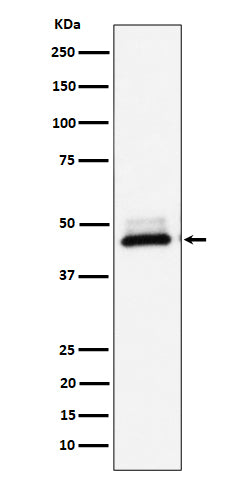 Western blot analysis of DNAJA4 expression in Hela cell lysate.