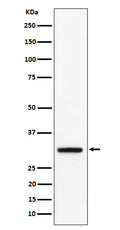 Western blot analysis of PLSCR3 expression in BxPC 3 cell lysate.