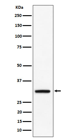 Western blot analysis of PLSCR3 expression in BxPC 3 cell lysate.