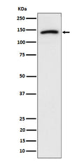 Western blot analysis of Cadherin 10 expression in U-87 MG cell lysate.
