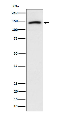 Western blot analysis of Cadherin 10 expression in U-87 MG cell lysate.