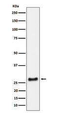 Western blot analysis of SNRPA1 expression in HeLa cell lysate.