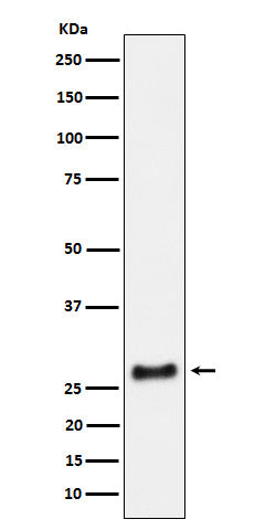 Western blot analysis of SNRPA1 expression in HeLa cell lysate.