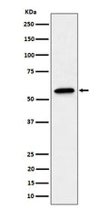 Western blot analysis of SF3A3 expression in A431 cell lysate.