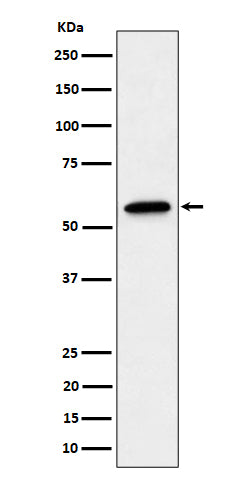 Western blot analysis of SF3A3 expression in A431 cell lysate.