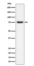 Western blot analysis of PWP1 expression in HepG2 cell lysate.