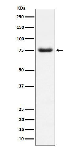 Western blot analysis of PWP1 expression in HepG2 cell lysate.