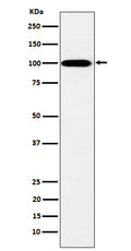 Western blot analysis of MYO19 expression in K562 cell lysate.