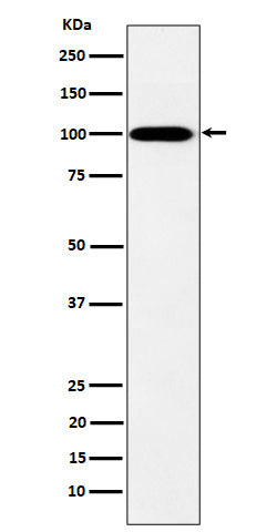 Western blot analysis of MYO19 expression in K562 cell lysate.