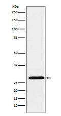 Western blot analysis of RGS18 expression in Human PBMC lysate.
