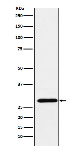Western blot analysis of RGS18 expression in Human PBMC lysate.