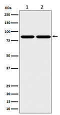 Western blot analysis of RAB45 expression in (1) A431 cell lysate; (2) Raw264.7 cell lysate.