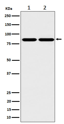 Western blot analysis of RAB45 expression in (1) A431 cell lysate; (2) Raw264.7 cell lysate.